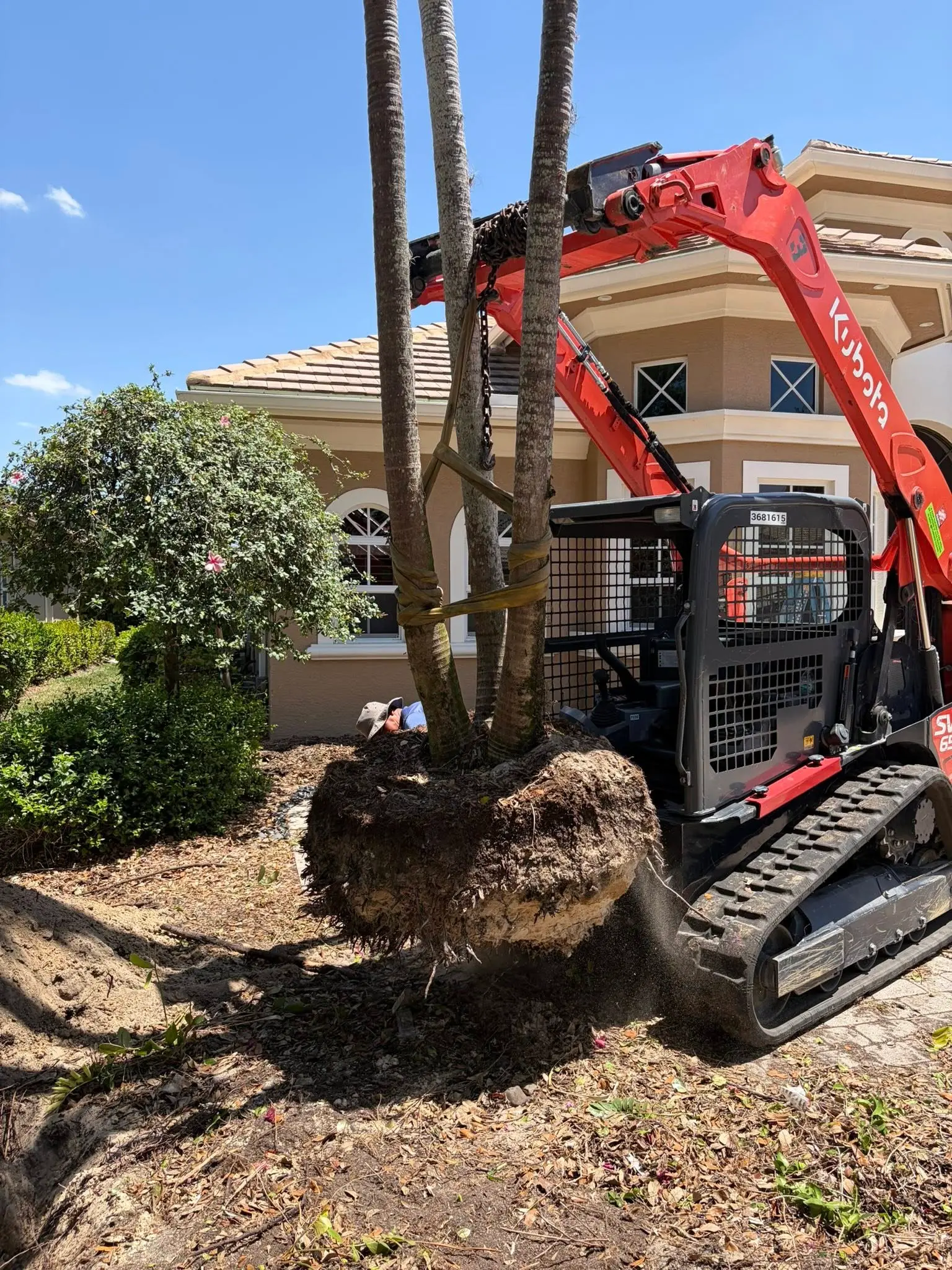 Compact track loader lifting a mature palm tree