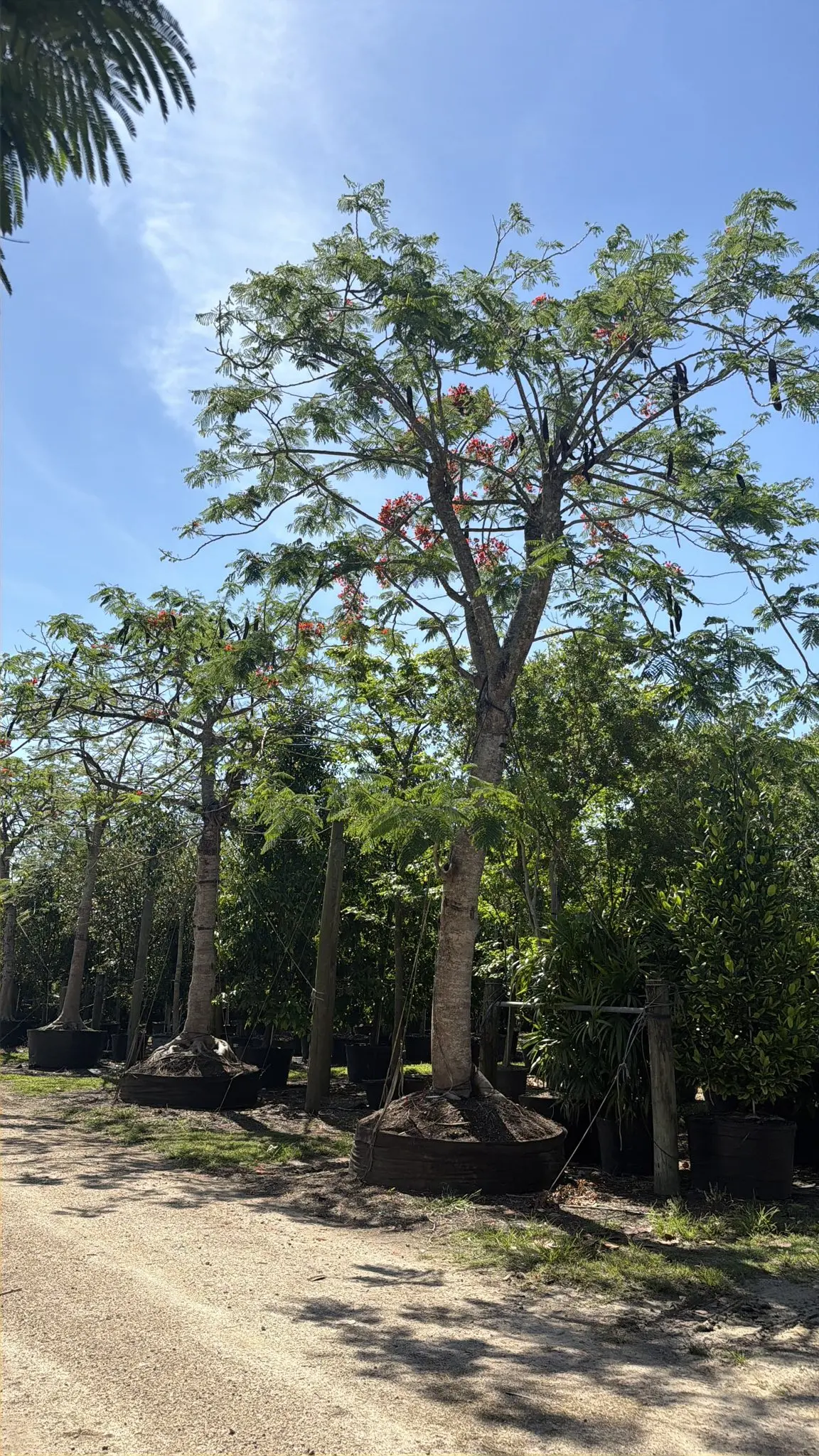 Tree & Arborist Services